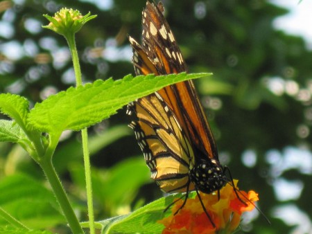 Exotischer Schmetterling (Foto: Susanne Gugeler)