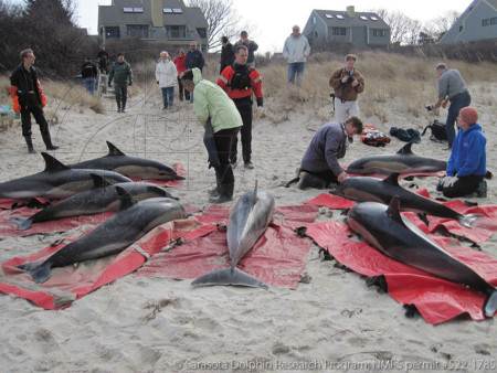 Gestrandete Delfine in Cape Cod (Photo by Sarasota Dolphin Research Program, taken under National Marine Fisheries Service Scientific Research Permit)