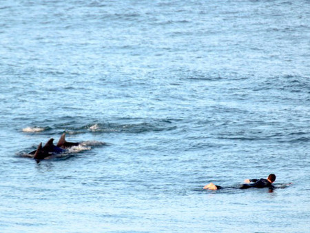 Surfer mit Großen Tümmlern (Foto: Out of Africa Safaris)