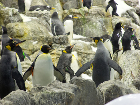 Pinguine ersetzen vorerst die Delfine  (Foto: Susanne Gugeler)