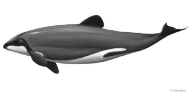 Hector-Delfin  (Illustration: Jörg Mazur)