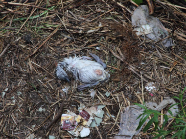 Ein totes Schwanenküken mitten im Plastikmüll (Foto: Rüdiger Hengl)