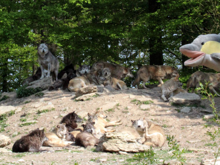 FINN und die Wölfe (Foto: Rüdiger Hengl)