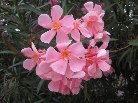 Oleander in San Remo (Foto: Susanne Gugeler)