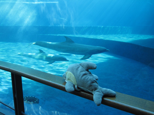 Mit FINN im Aquarium von Genua (Foto: Susanne Gugeler)