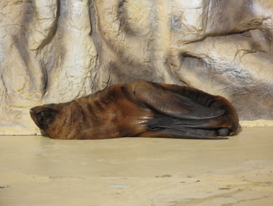 Seelöwen liegen lieber alleine in der Sonne. (Foto: Biologen-Blog)