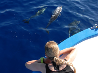 Mit den Delfinen im Einklang (Foto: Oceano)